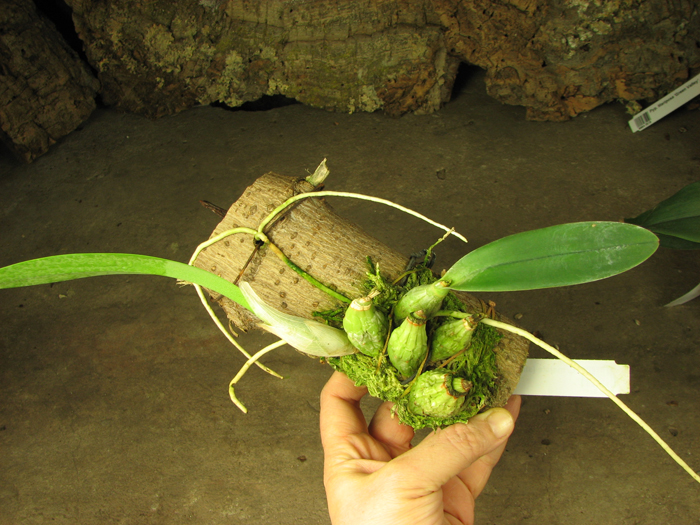 Laelia majale.jpg