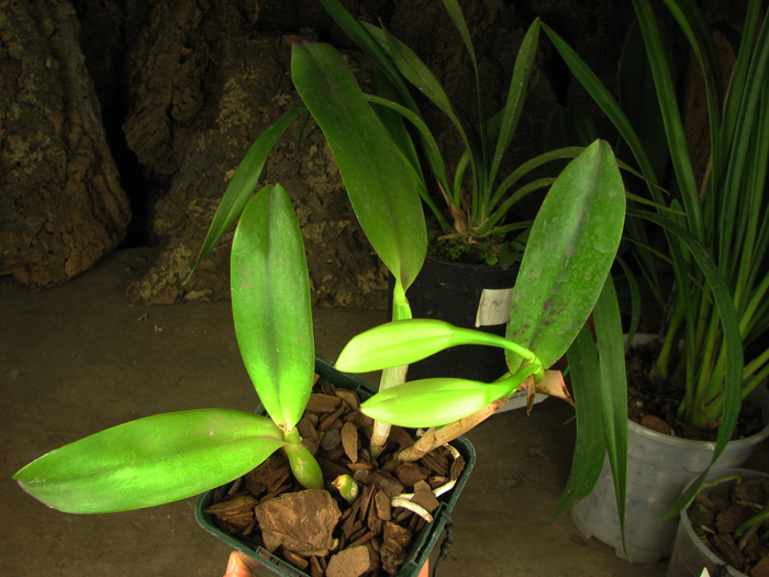 Laeliocattleya Imperial Charm 'Sato'.jpg
