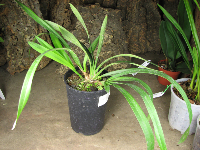 Cymbidium Cascade 'Spring Wind'.jpg