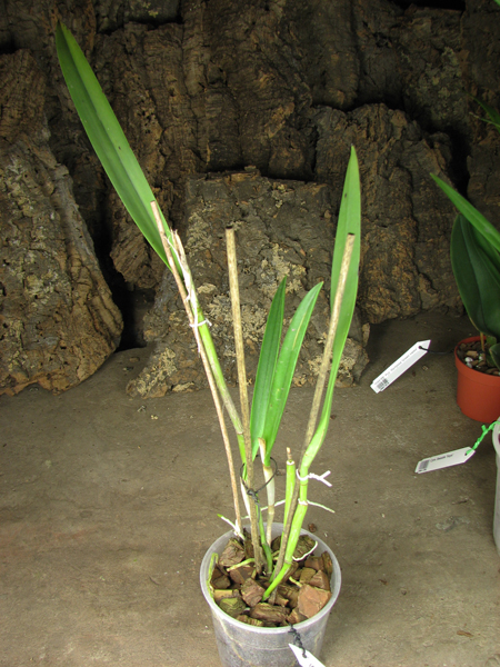 (Brassanthe Maikai x Brassocattleya Star Ruby) 'ORCHIS'.jpg