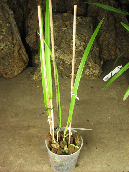 Brassavola David Sander.jpg