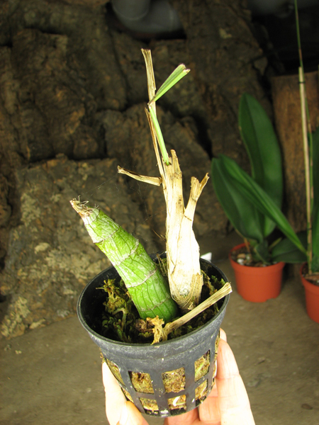 Clowesia Jumbo Grace 'Jumbo Orchids'.jpg