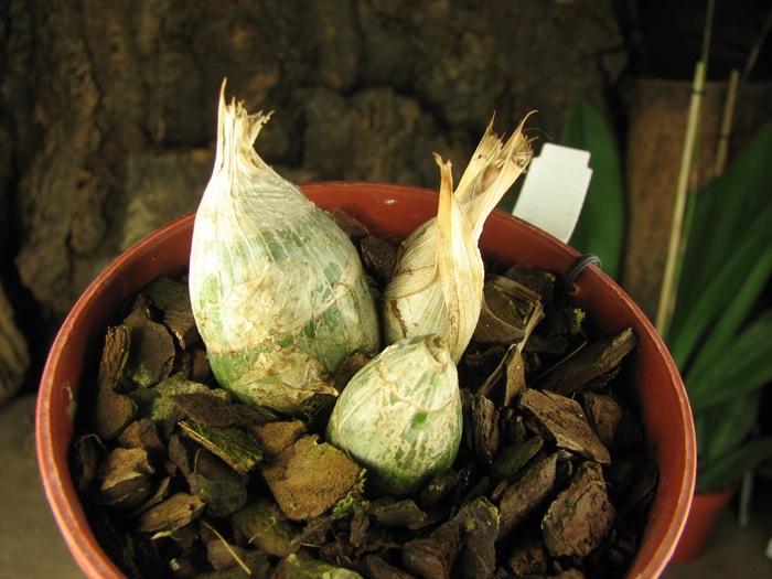 Clowesia dodsoniana.jpg