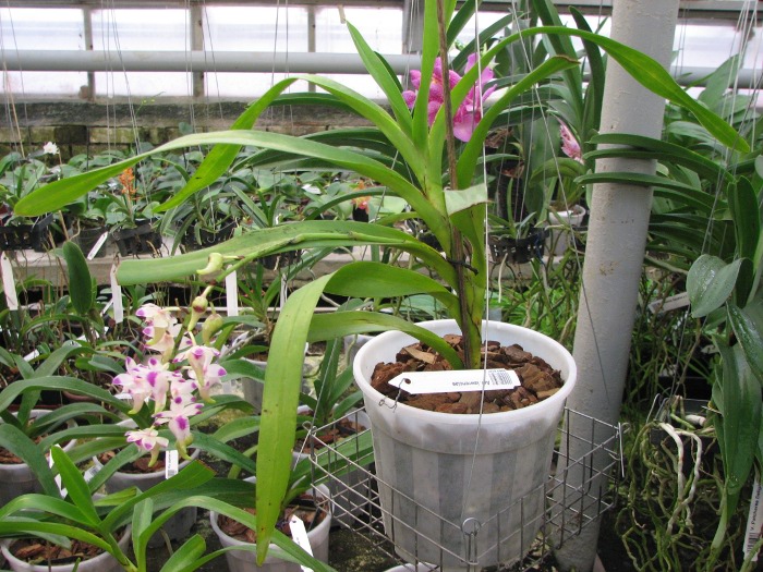 Aerides lawrenciae.JPG