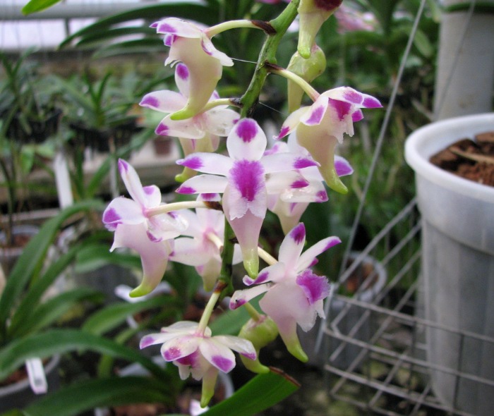 Aerides lawrenciae .JPG