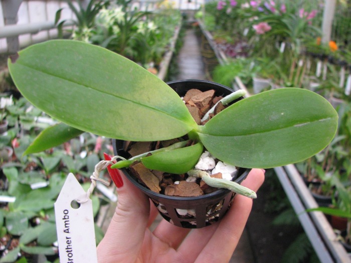 Phalaenopsis gigantea x Brother Ambo Passion.JPG