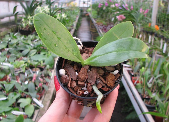 Phalaenopsis Orchid World.JPG