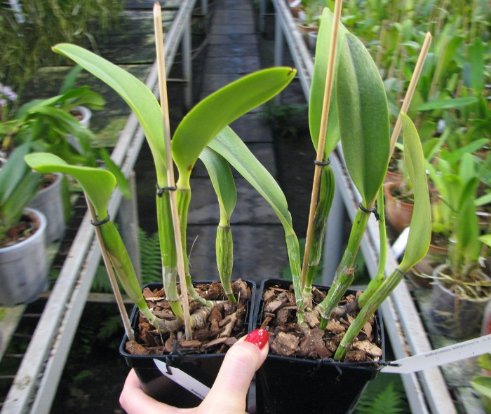 Laeliocattleya Cornelia coerulea.JPG