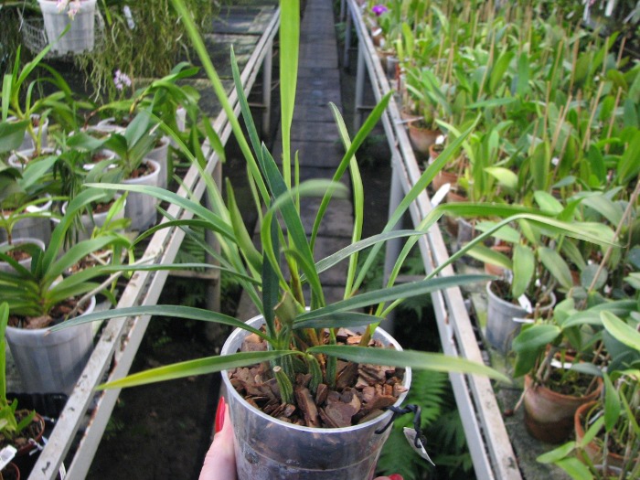 Maxillaria schunkeana.JPG
