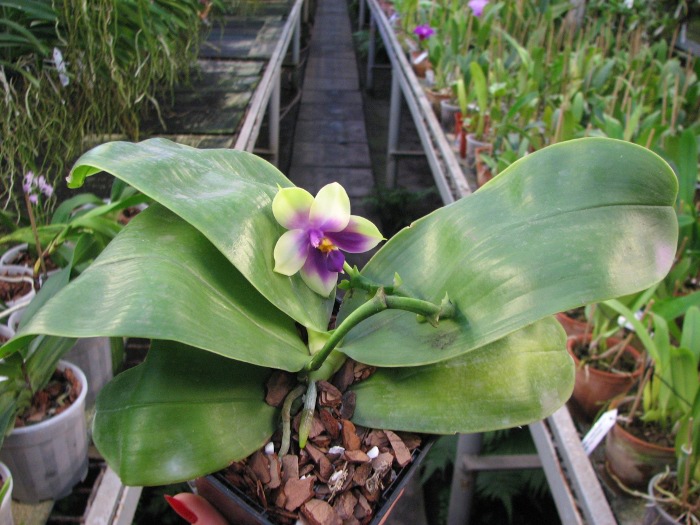 Phalaenopsis bellina.JPG