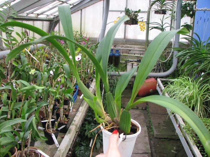 Brassia verrucosa.JPG