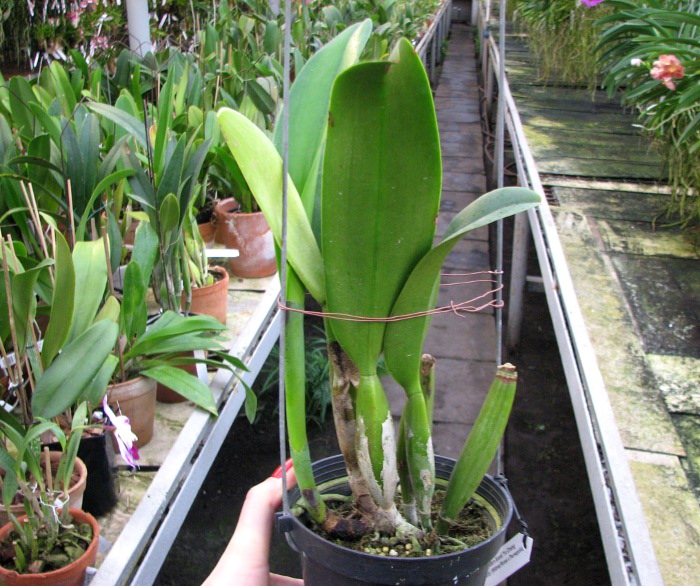 Laeliocattleya Orglade's Grand 'Yu Chang Beauty' (Mildred Rives x Persepolis).JPG