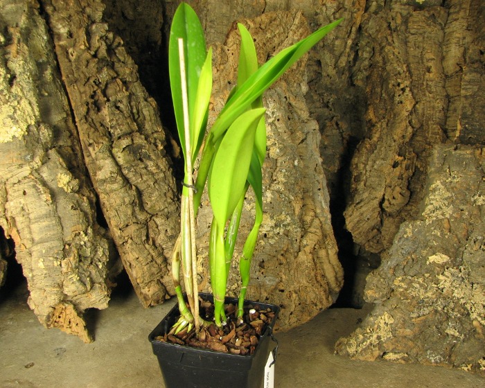 Rhyncholaeliocattleya Golf Green 'Lu-Chi' (OG).JPG