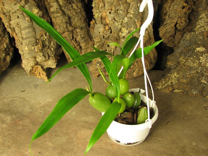 Coelogyne cristata.JPG