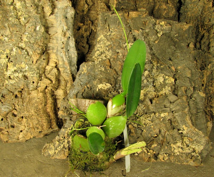 Laelia rubescens.JPG