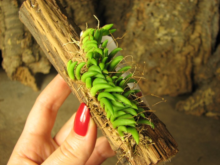 Pleurothallis leptotifolia.JPG