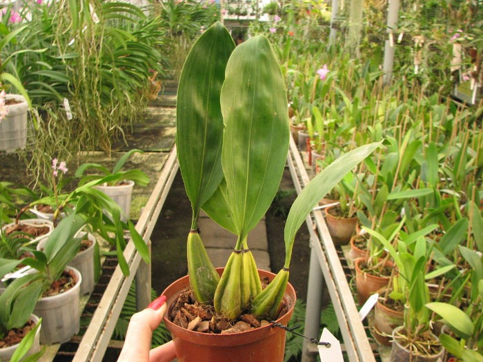 Bifrenaria melicolor.JPG