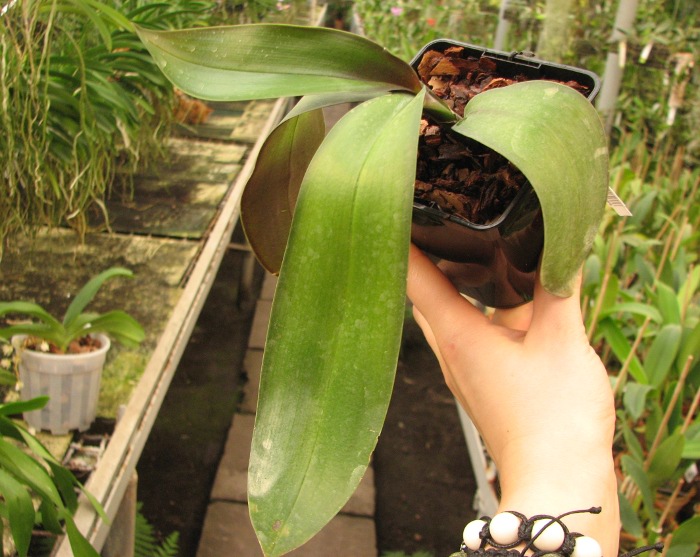 Phalaenopsis stuartiana (Yellow Strain).JPG