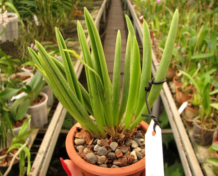 Pleurothallis teres.JPG