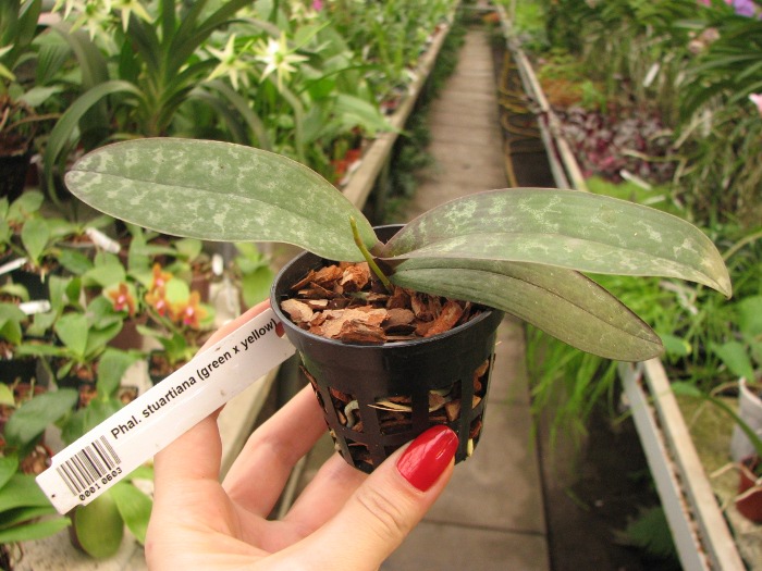 Phalaenopsis stuartiana (green x yellow).JPG
