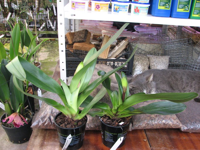 Paphiopedilum Lippewunder hybrid.JPG