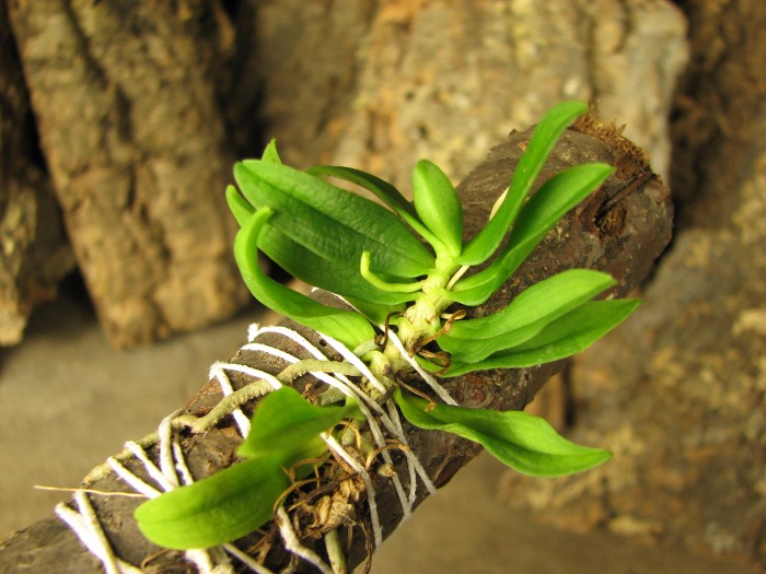 Haraella retrocalla.JPG