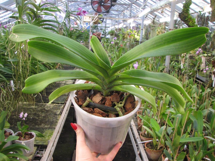 Rhynchostylis gigantea white.JPG