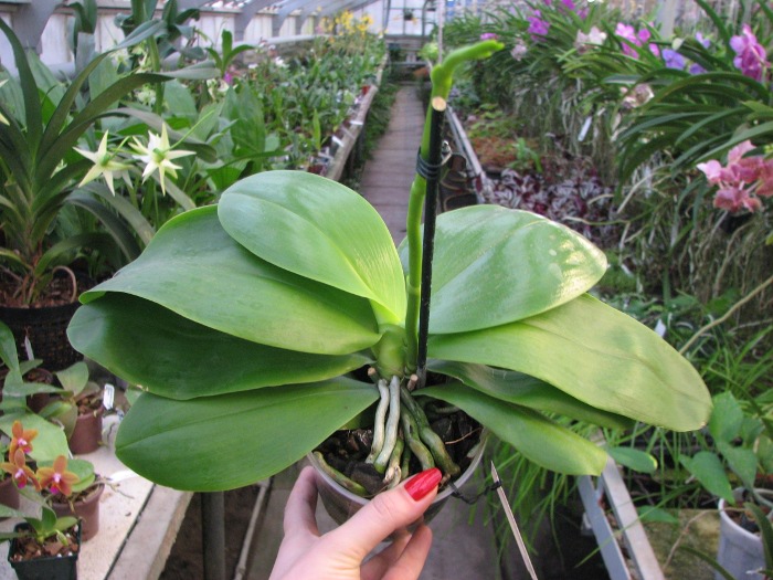Phalaenopsis Liodoro (Phalaenopsis Deventeriana x Phalaenopsis violacea).JPG