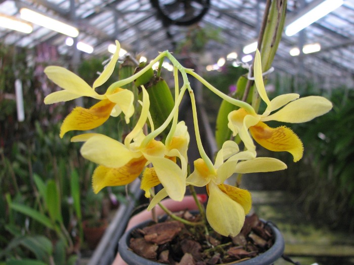 Dendrobium sulcatum.JPG