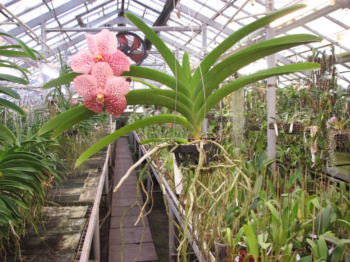 Vanda Thananchai x Vanda Pink Drop .JPG