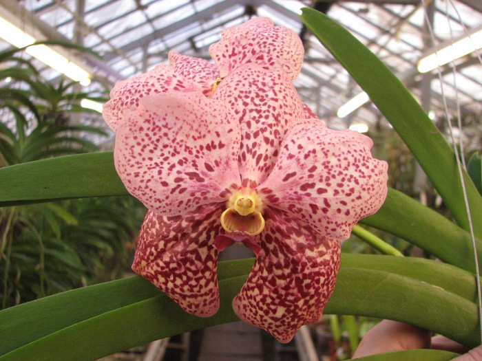 Vanda Thananchai x Vanda Pink Drop.JPG