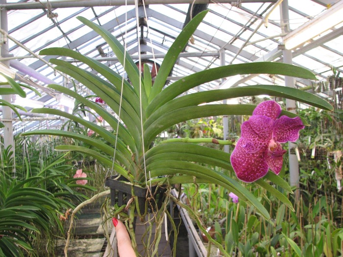 Vanda Srakaew - Vanda Bitz's Heartthrob x Ascocenda Lena Kamolphun .JPG