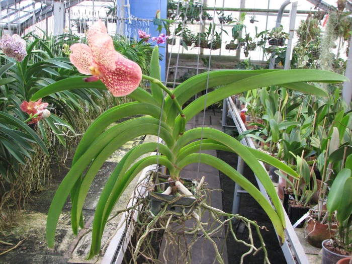 Ascocenda Kultana Pappion x Vanda Kultana Ruby.JPG