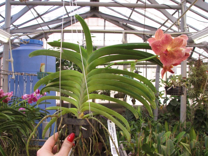 Ascocenda Krailerk x Vanda Wirat x Ascocenda Kultana Pappion .JPG