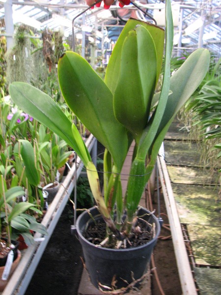 Brassolaeliocattleya Pink Empress 'Ju-Sen' (Bc. Mount Hood x Blc. Bryce Canyon).JPG