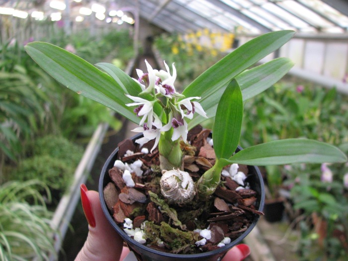 Dendrobium peguanum.JPG