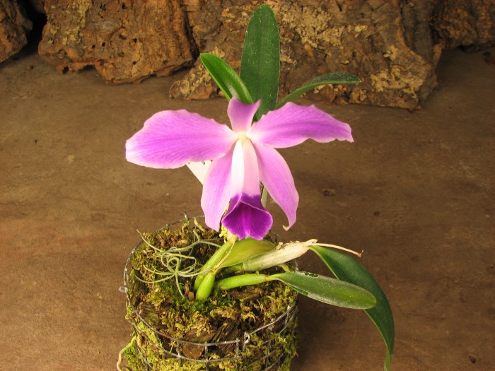 Laelia pumila.JPG