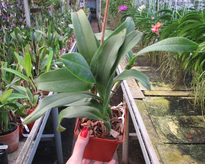 Epicattleya Siam Jade 'Avo' (Cattleya Penny Kuroda x Epicattleya Vienna Woods).JPG