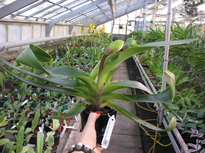 Paphiopedilum Lippewunder hybrid.JPG