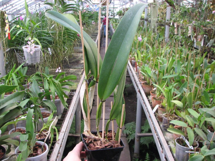 Cattleya mossiae.JPG