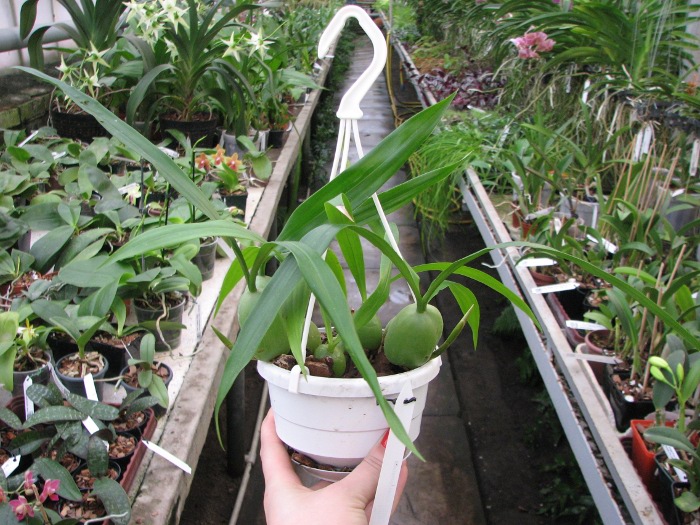 Coelogyne cristata.JPG