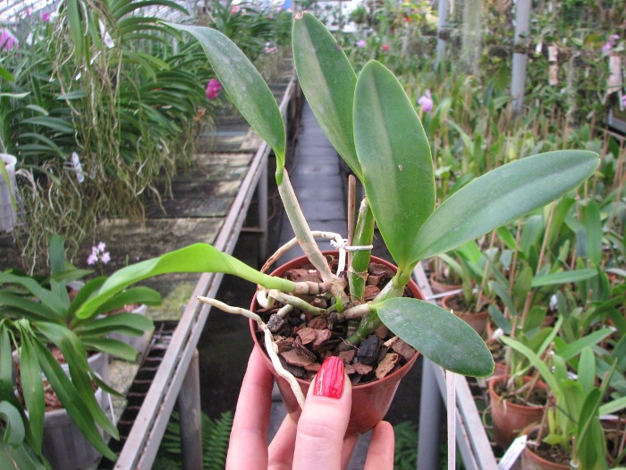 Laeliocattleya Cariad's Mini-Quinee 'Angel Kiss' (Lc. Mini Purple x C. intermedia).JPG