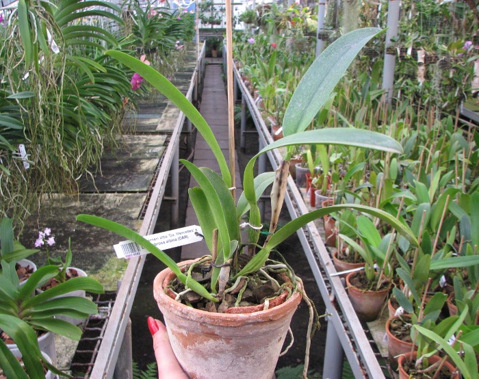Cattleya warneri alba 'Da. Mercedes' x Laelia tenebrosa albina (DAR).JPG