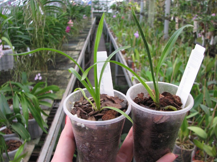 Cymbidium Kiwi Midnight.JPG