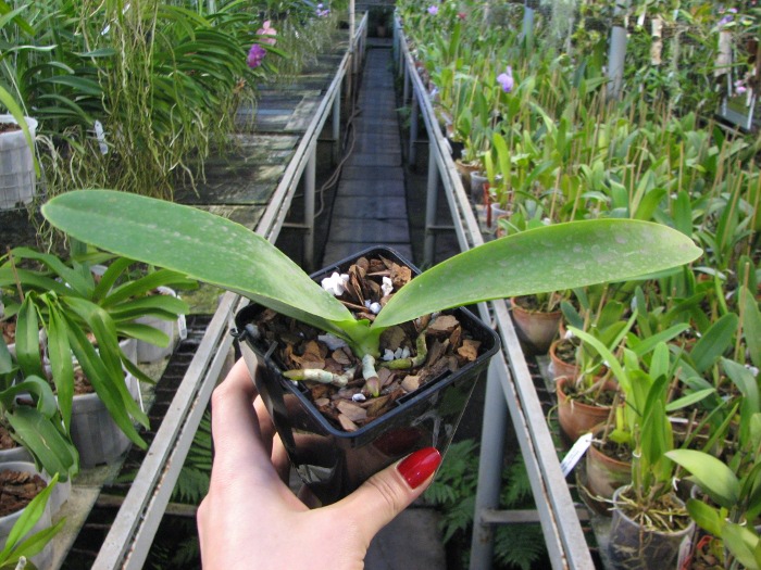 Phalaenopsis Natasha 'Aiko'.JPG