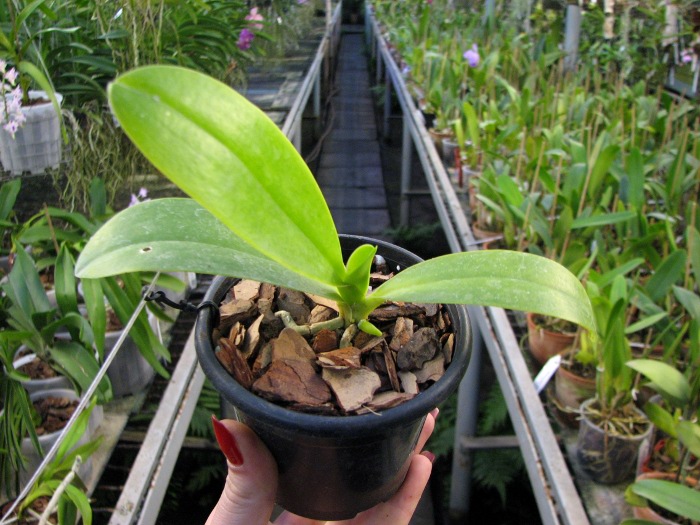 Phalaenopsis pulchra.JPG