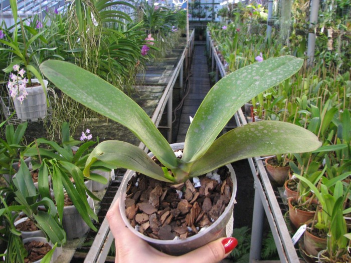 Phalaenopsis Ho's Lovely Amethyst.JPG