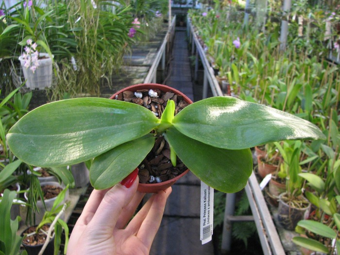 Phalaenopsis Princess Kailuani (violacea x amboinensis).JPG