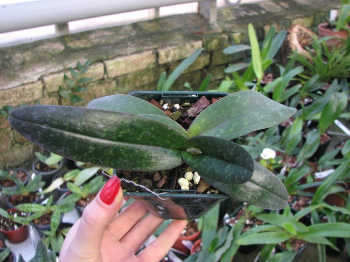 Paphiopedilum niveum.JPG