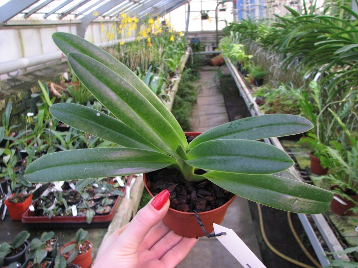 Paphiopedilum Phips.JPG